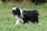 TERRIER DU TIBET 301